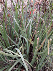 Aloe verecunda