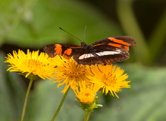 Podotricha telesiphe