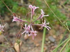 Pelargonium caledonicum