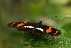 Heliconius telesiphe