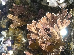 Corallina pinnatifolia