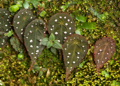 Begonia hitchcockii