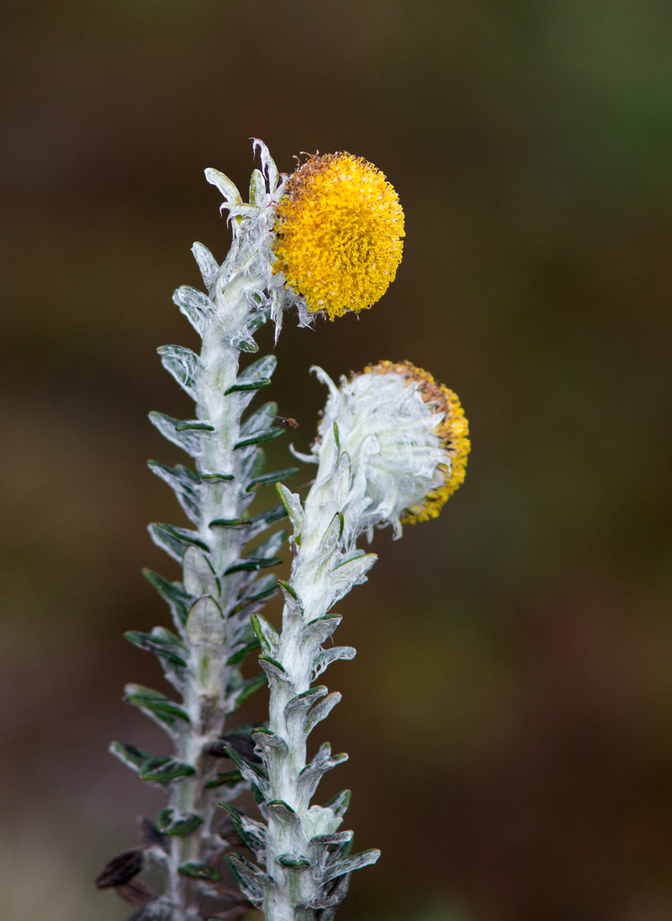 Lasiocephalus ovatus