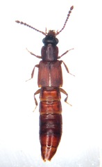 Manda mandibularis