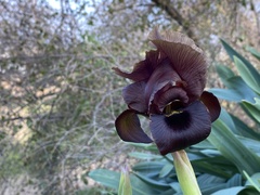 Iris atropurpurea