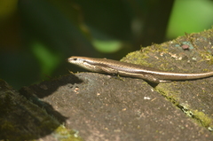 Copeoglossum aurae