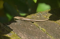 Copeoglossum aurae