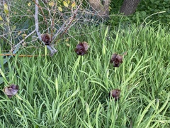 Iris atropurpurea