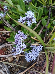 Pentanisia schweinfurthii