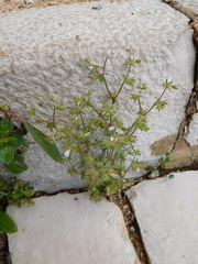 Campanula erinus