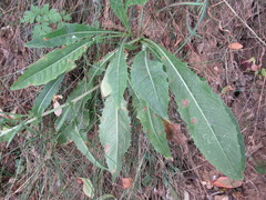 Cichorium intybus