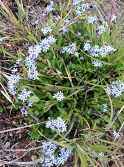 Pentanisia schweinfurthii