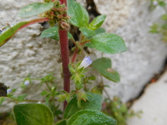 Campanula erinus