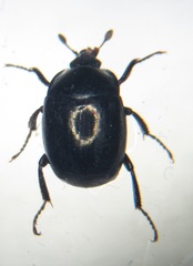 Sphaerites glabratus