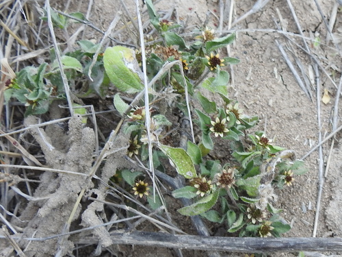 Image of Sanvitalia ocymoides by (c) Sam Kieschnick, some rights reserved (CC BY)