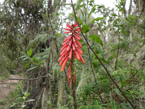 Kniphofia thomsonii Baker