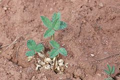 Trifolium gymnocarpon
