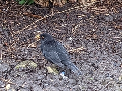 Turdus merula