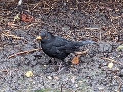 Turdus merula
