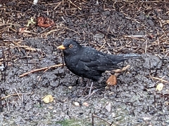 Turdus merula