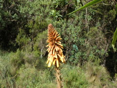 Kniphofia thomsonii, photograph (c) jeanjacquesgodon, some rights reserved (CC BY)