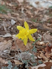 Narcissus