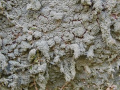 Phyllopsora isidiotyla