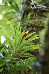 Guzmania nicaraguensis
