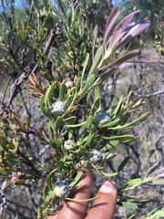 Leucadendron cinereum