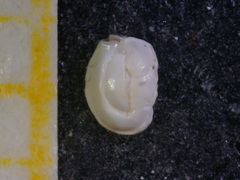 Massilina