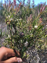 Leucadendron cinereum