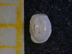 Massilina