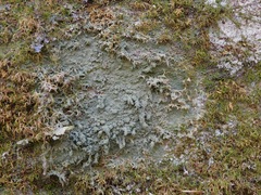 Phyllopsora isidiotyla