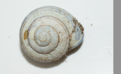 Cepaea nemoralis