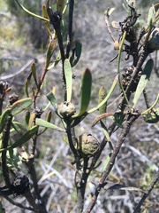 Leucadendron cinereum