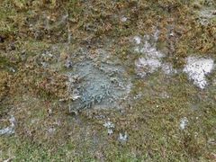 Phyllopsora isidiotyla