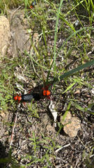 Lytta magister