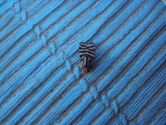 Pterotaenia fasciata