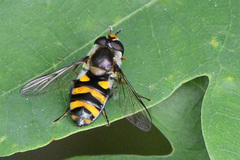 Didea intermedia