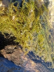 Fontinalis sphagnifolia