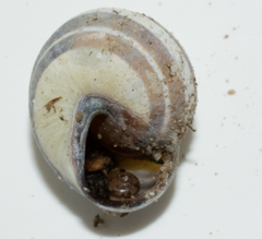 Cepaea nemoralis