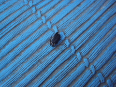 Polemius denticornis