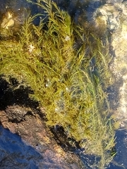 Fontinalis sphagnifolia