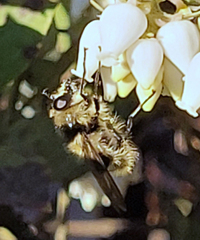 Criorhina nigripes