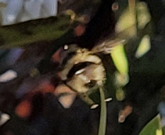Criorhina nigripes
