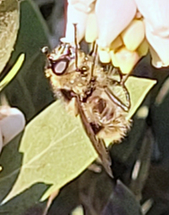 Criorhina nigripes