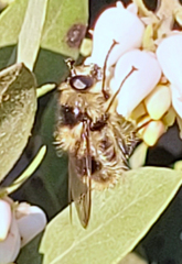 Criorhina nigripes