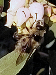 Criorhina nigripes