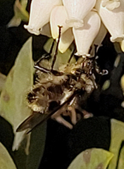 Criorhina nigripes