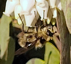 Criorhina nigripes